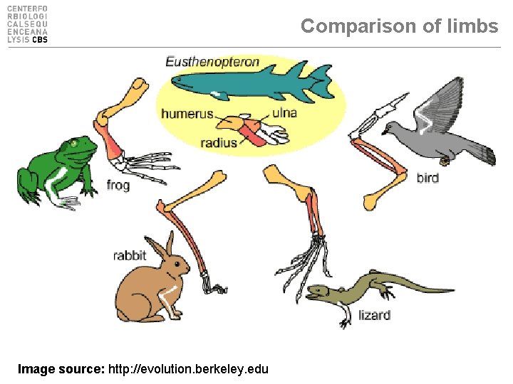 Comparison of limbs Image source: http: //evolution. berkeley. edu 