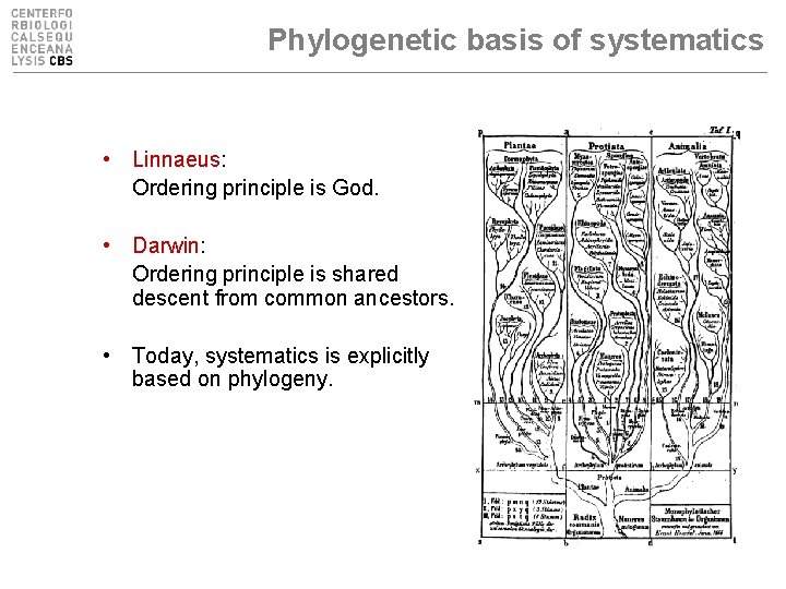 Phylogenetic basis of systematics • Linnaeus: Ordering principle is God. • Darwin: Ordering principle