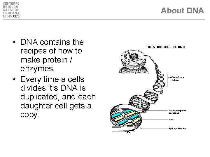 About DNA • DNA contains the recipes of how to make protein / enzymes.