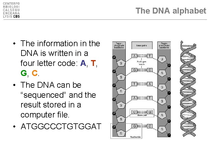 The DNA alphabet • The information in the DNA is written in a four