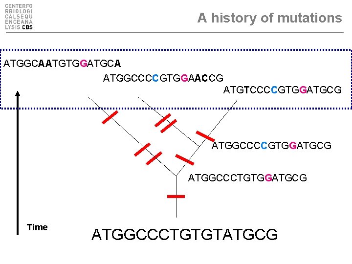 A history of mutations ATGGCAATGTGGATGCA ATGGCCCCGTGGAACCG ATGTCCCCGTGGATGCG ATGGCCCTGTGGATGCG Time ATGGCCCTGTGTATGCG 