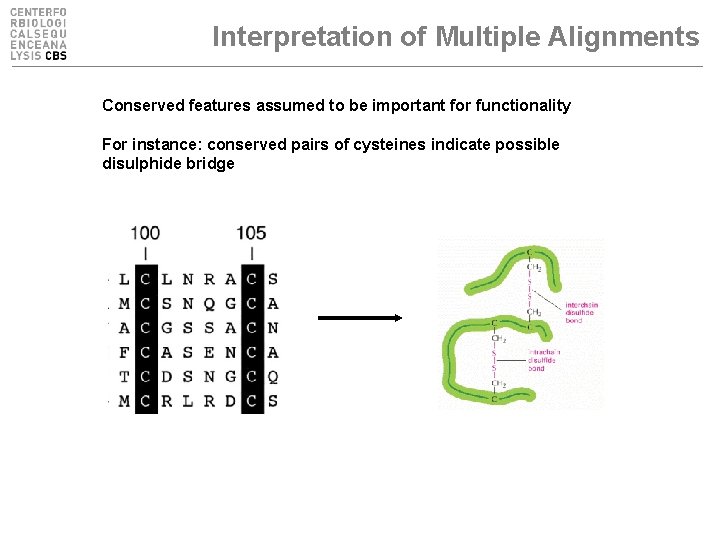 Interpretation of Multiple Alignments Conserved features assumed to be important for functionality For instance: