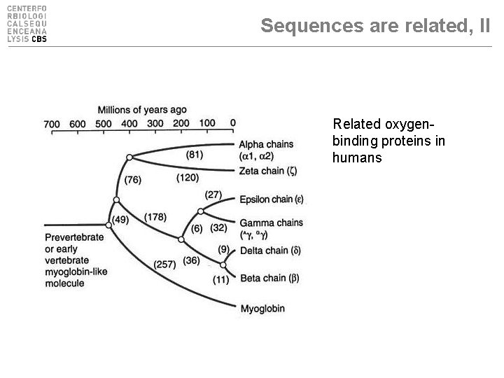 Sequences are related, II Related oxygenbinding proteins in humans 