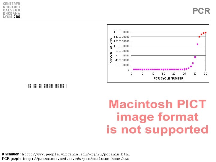 PCR Animation: http: //www. people. virginia. edu/~rjh 9 u/pcranim. html PCR graph: http: //pathmicro.