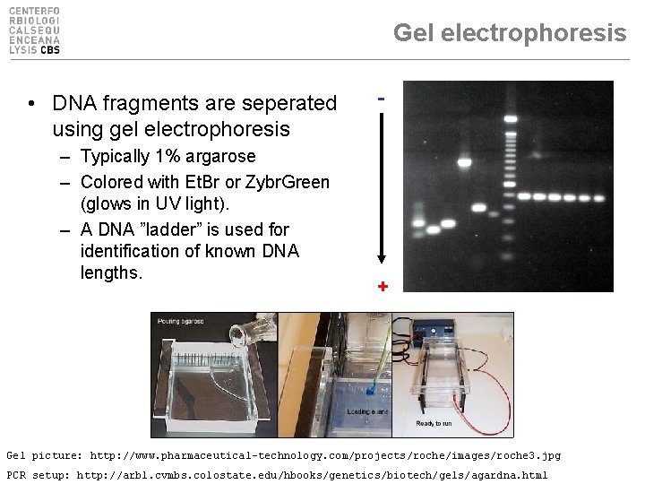 Gel electrophoresis • DNA fragments are seperated using gel electrophoresis – Typically 1% argarose