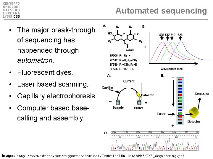 Automated sequencing • The major break-through of sequencing has happended through automation. • Fluorescent