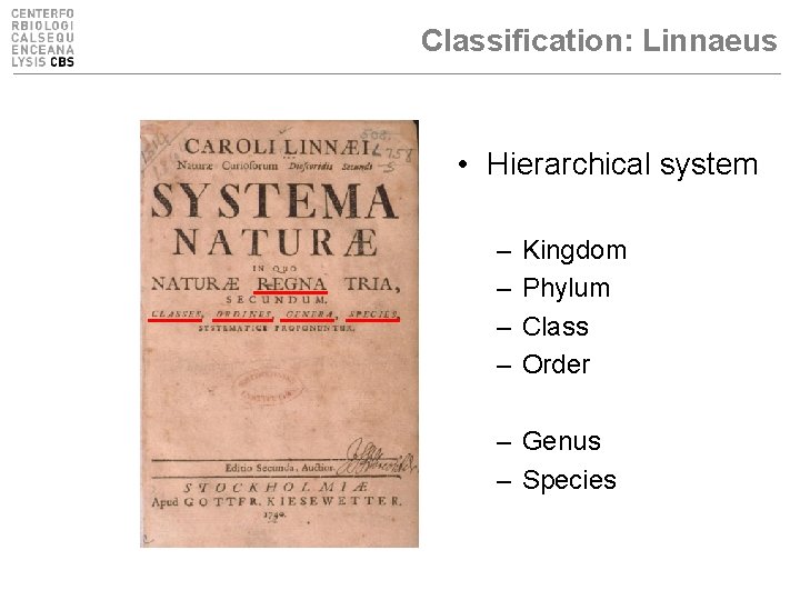 Classification: Linnaeus • Hierarchical system – – – – Kingdom Phylum Class Order Family