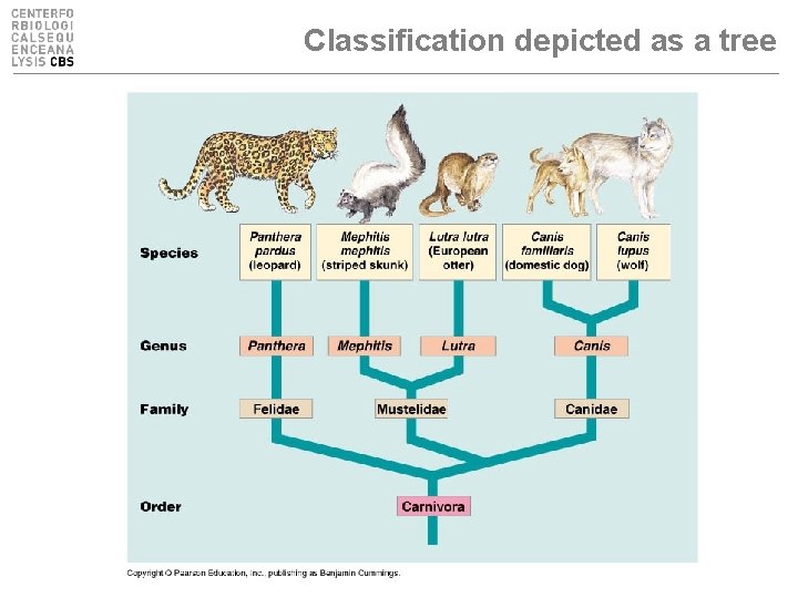 Classification depicted as a tree 