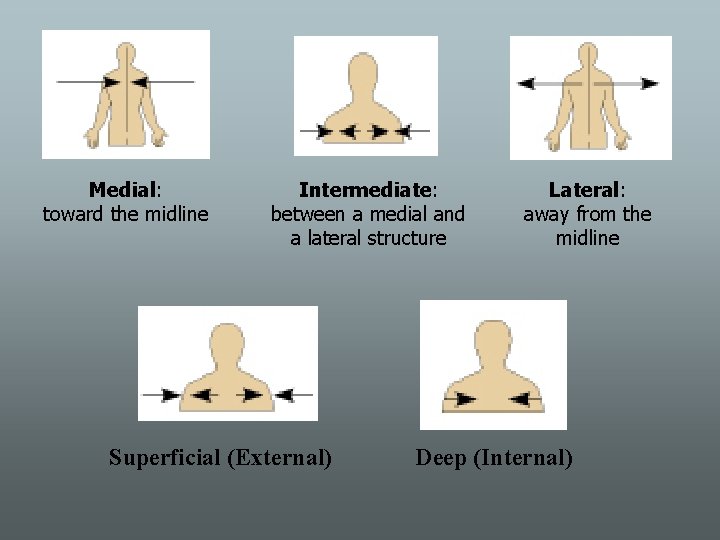 Medial: toward the midline Intermediate: between a medial and a lateral structure Superficial (External)