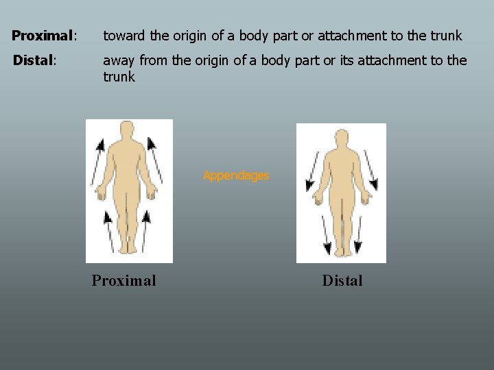 Proximal: toward the origin of a body part or attachment to the trunk Distal: