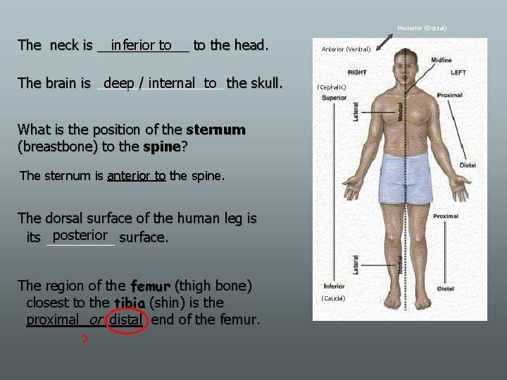 Posterior (Dorsal) The neck is ______ inferior to to the head. The brain is