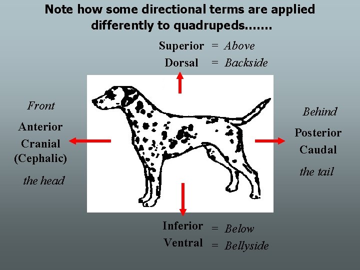 Note how some directional terms are applied differently to quadrupeds……. Superior = Above Dorsal