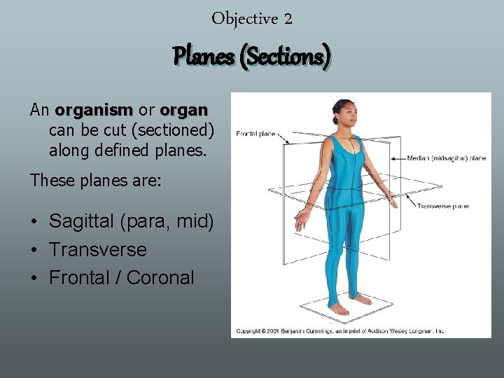 Objective 2 Planes (Sections) An organism or organ can be cut (sectioned) along defined