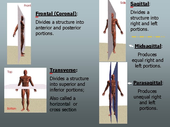 Side Frontal (Coronal): Divides a structure into anterior and posterior portions. Sagittal: Divides a