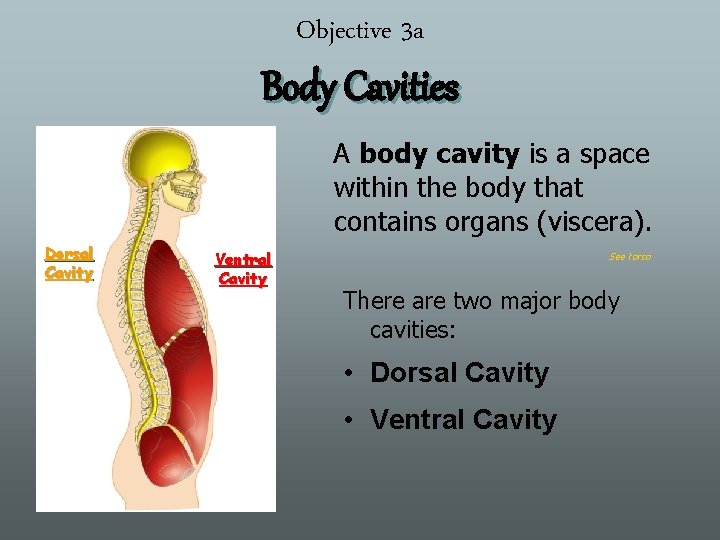 Objective 3 a Body Cavities A body cavity is a space within the body