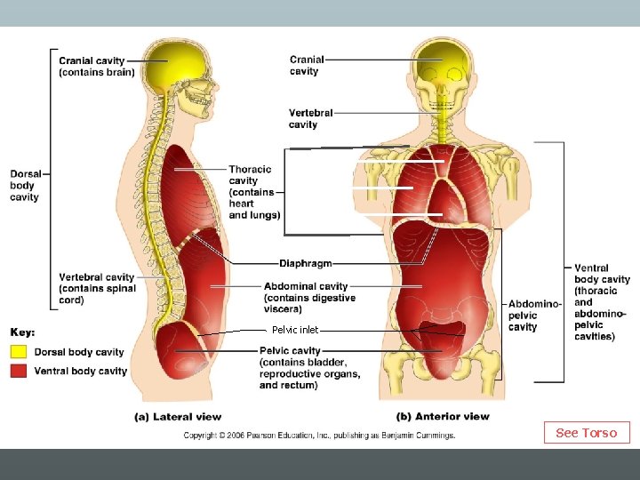 Pelvic inlet See Torso 