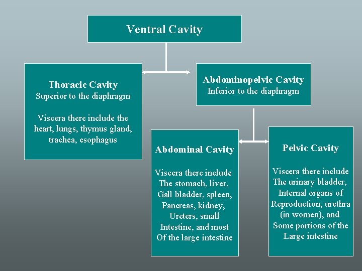 Ventral Cavity Thoracic Cavity Superior to the diaphragm Viscera there include the heart, lungs,