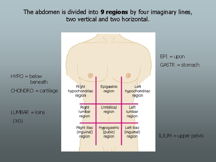 The abdomen is divided into 9 regions by four imaginary lines, two vertical and