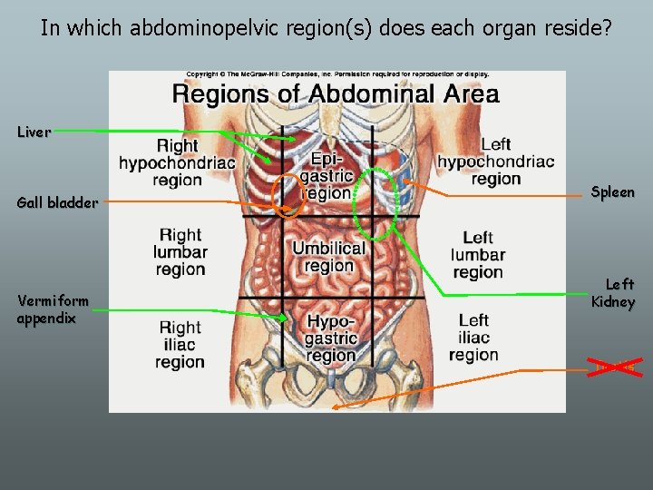 In which abdominopelvic region(s) does each organ reside? Liver Gall bladder Vermiform appendix Spleen