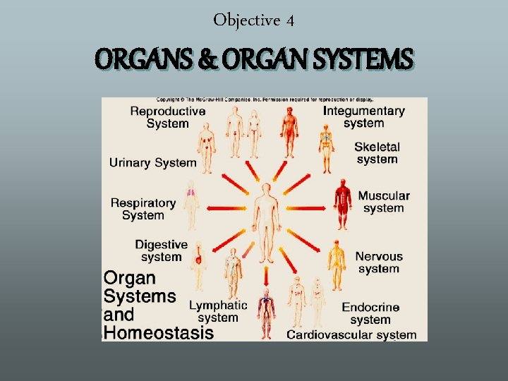 Objective 4 ORGANS & ORGAN SYSTEMS 