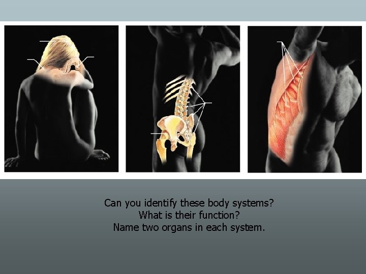 Can you identify these body systems? What is their function? Name two organs in