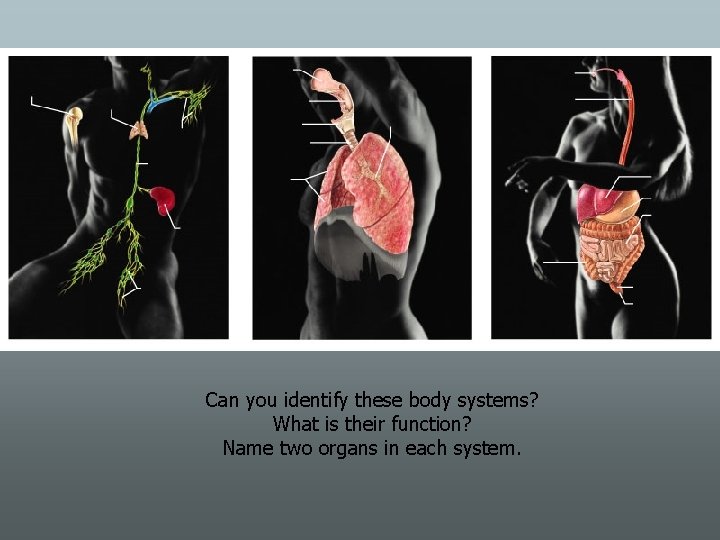 Can you identify these body systems? What is their function? Name two organs in