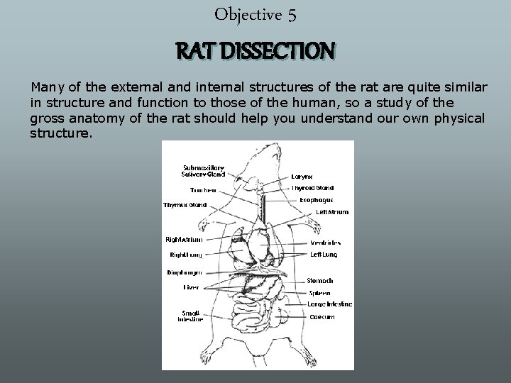 Objective 5 RAT DISSECTION Many of the external and internal structures of the rat