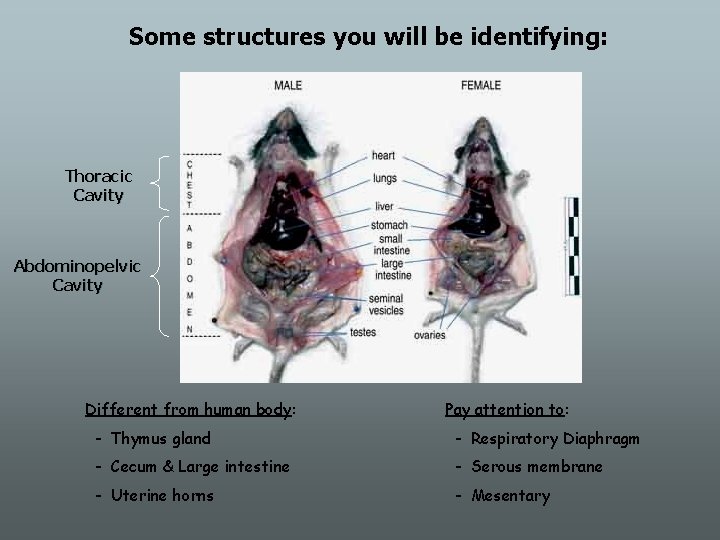 Some structures you will be identifying: Thoracic Cavity Abdominopelvic Cavity Different from human body: