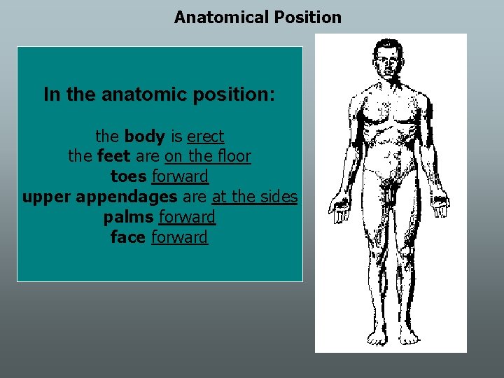 Anatomical Position In the anatomic position: position the body is erect the feet are