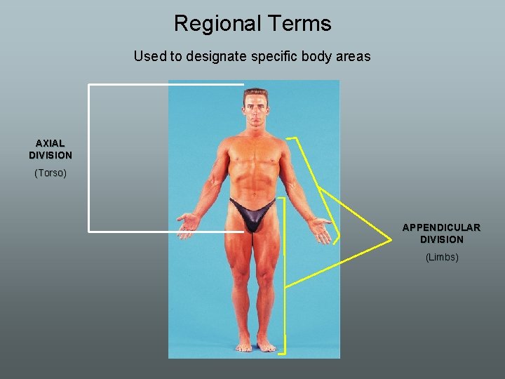 Regional Terms Used to designate specific body areas AXIAL DIVISION (Torso) APPENDICULAR DIVISION (Limbs)
