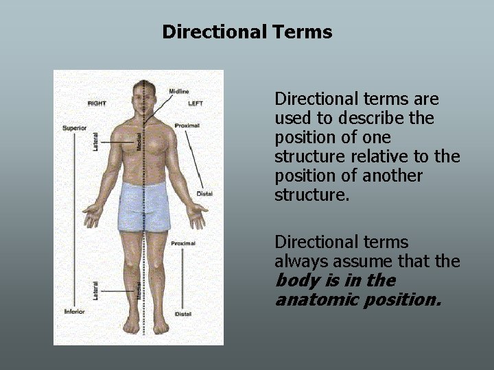 Directional Terms Directional terms are used to describe the position of one structure relative