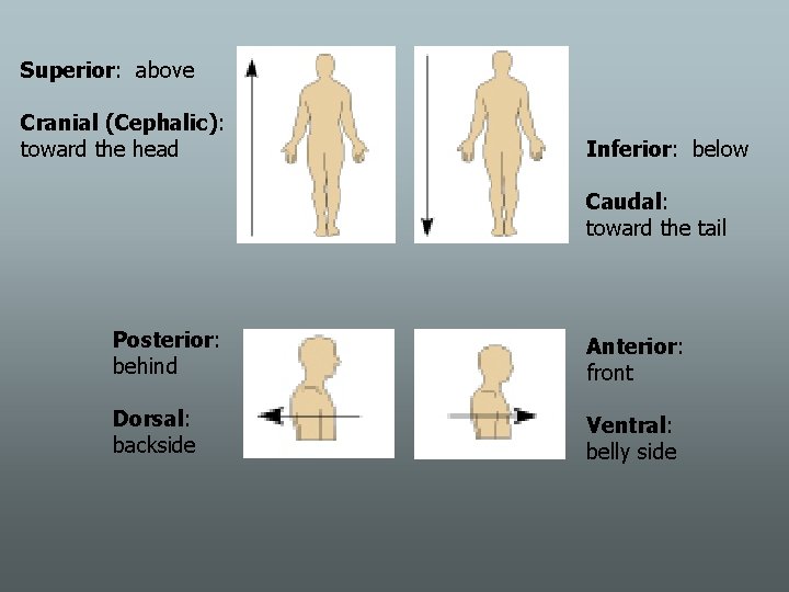 Superior: above Cranial (Cephalic): toward the head Inferior: below Caudal: toward the tail Posterior: