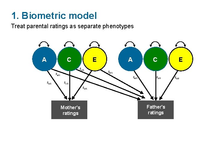 1. Biometric model Treat parental ratings as separate phenotypes A C δc 11 δc