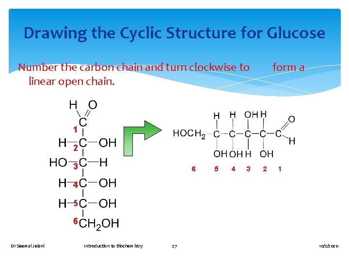 Drawing the Cyclic Structure for Glucose Number the carbon chain and turn clockwise to