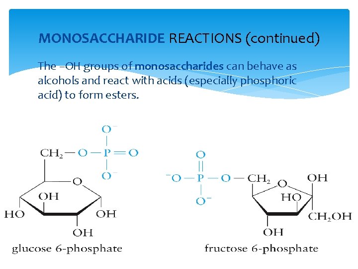 MONOSACCHARIDE REACTIONS (continued) The –OH groups of monosaccharides can behave as alcohols and react