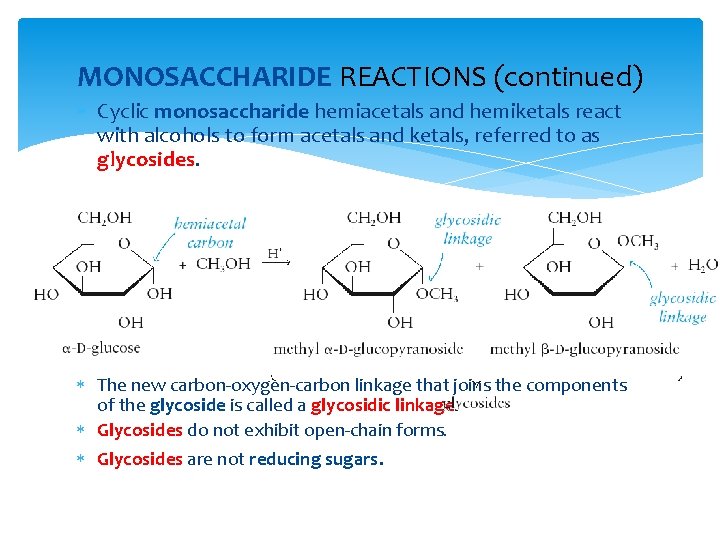 MONOSACCHARIDE REACTIONS (continued) Cyclic monosaccharide hemiacetals and hemiketals react with alcohols to form acetals