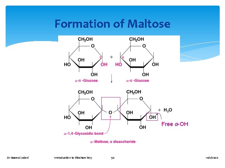 Formation of Maltose Free α-OH Dr Seemal Jelani Introduction to Biochemistry 50 10/2/2020 