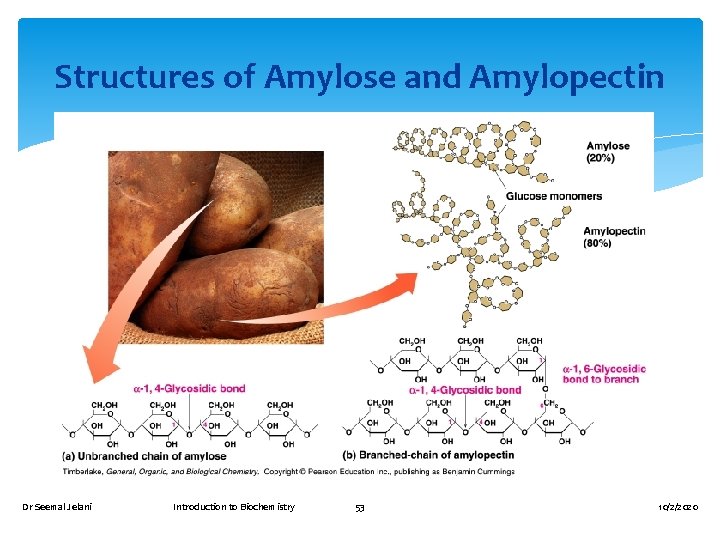 Structures of Amylose and Amylopectin Dr Seemal Jelani Introduction to Biochemistry 53 10/2/2020 