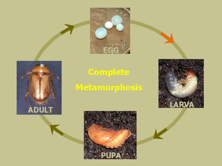 EGG Complete Metamorphosis LARVA ADULT PUPA 