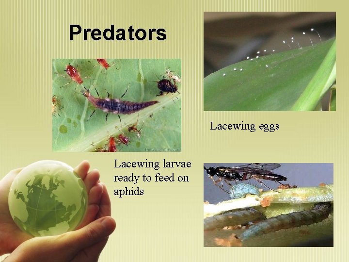 Predators Lacewing eggs Lacewing larvae ready to feed on aphids 