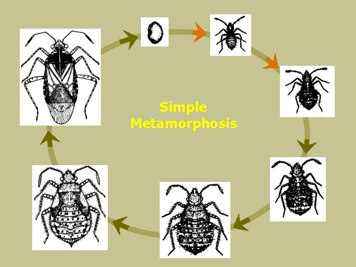 Simple Metamorphosis 