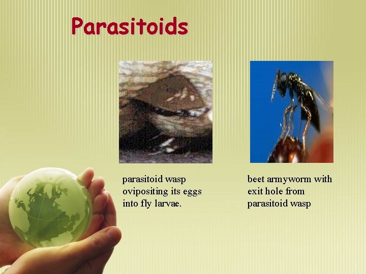 Parasitoids parasitoid wasp ovipositing its eggs into fly larvae. beet armyworm with exit hole