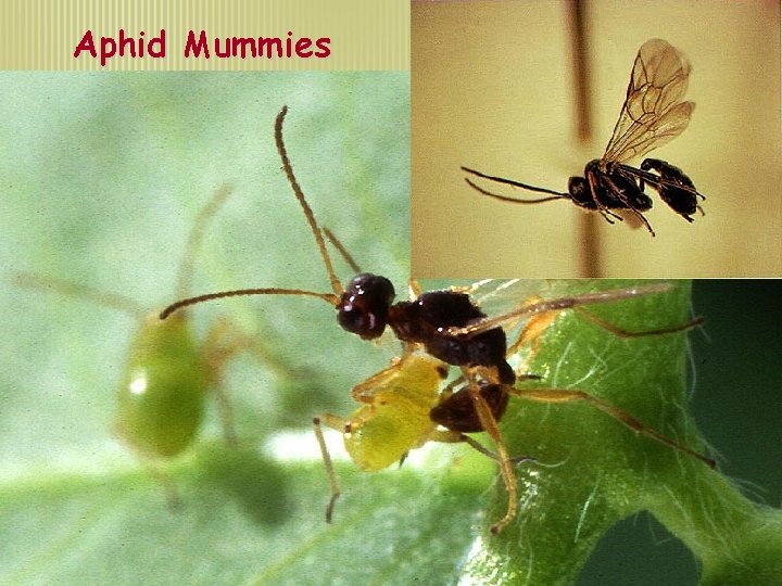 Aphid Mummies 