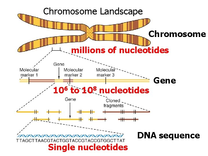 Chromosome Landscape Chromosome millions of nucleotides 106 to 108 nucleotides Gene DNA sequence Single