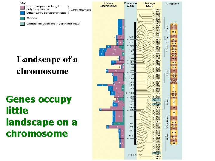 Landscape of a chromosome Genes occupy little landscape on a chromosome 