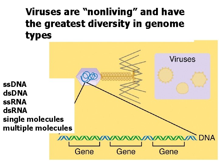 Viruses are “nonliving” and have the greatest diversity in genome types ss. DNA ds.