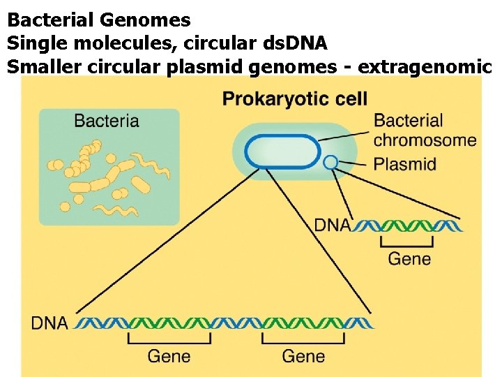 Bacterial Genomes Single molecules, circular ds. DNA Smaller circular plasmid genomes - extragenomic 