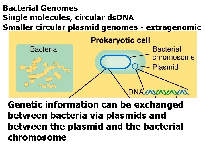 Bacterial Genomes Single molecules, circular ds. DNA Smaller circular plasmid genomes - extragenomic Genetic