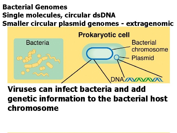 Bacterial Genomes Single molecules, circular ds. DNA Smaller circular plasmid genomes - extragenomic Viruses