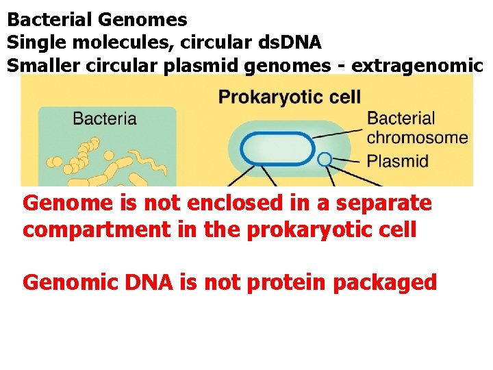 Bacterial Genomes Single molecules, circular ds. DNA Smaller circular plasmid genomes - extragenomic Genome